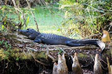 Alligator