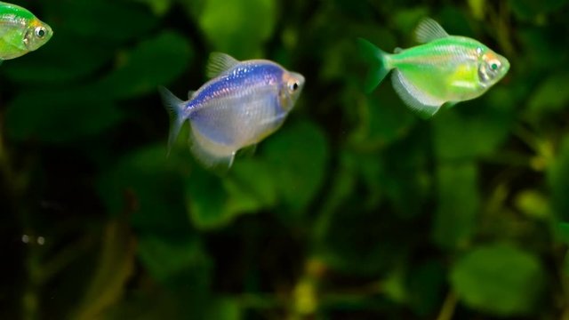 Guppy Multi Colored Fish