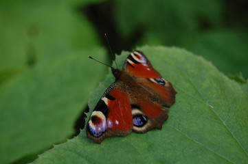 Inachis io - butterfly