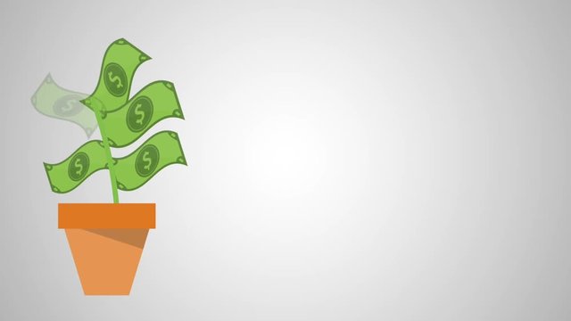 Money plant growing in pot over gray background, hd animation