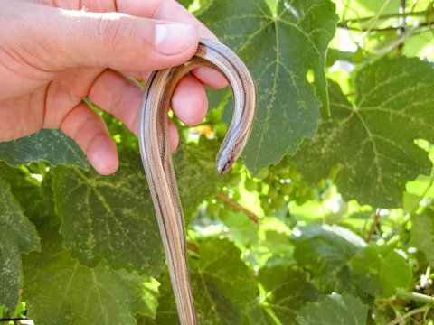 Veretenitsa fragile. Legless lizard. Reptile