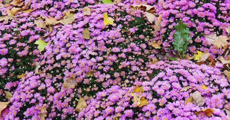 beautiful autumn colorful flowers chrysanthemums