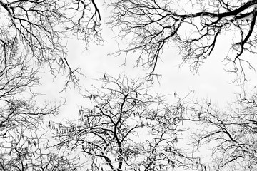 Fototapeta premium winter trees. Black trees against the sky. Black branches of trees covered with snow. Silhouette of tree, trees. Postcard, wall-paper, decor