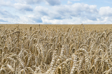 Close up of a field of crops and blue sky during the summer time as a background for farming