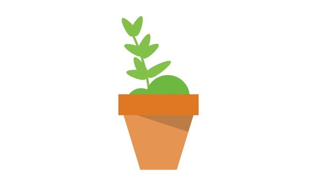 Plant growing from pot, hd animation colorful scenes