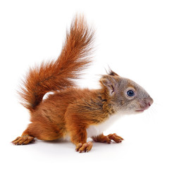 Obraz premium Eurasian red squirrel.