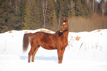 red horse on forest background and white snow
