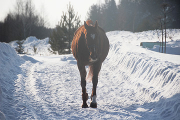 Alone red-haired foal in a snow-covered forest