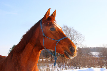 face red beautiful horses in a forest and the white snow