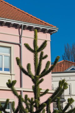 Eine Araukaria vor einer rosa Hauswand unter blauem Himmel