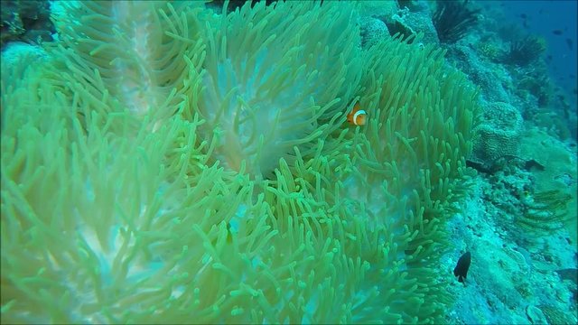 Falscher Clown - Anemonenfisch (Amphiprion ocellaris) auf einer Prachtanemone oder Mauritiusanemone (Heteractis magnifica), Pintuyan, Panaon Island, Southern Leyte, Philippinen 