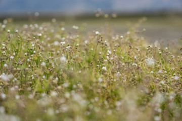 natural