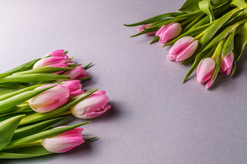 Pink tulips; on gray  background.