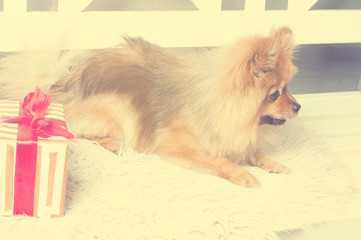 Pomeranian spitz is laying on the white plaid and eating delicacy. Concept happy holiday and food....