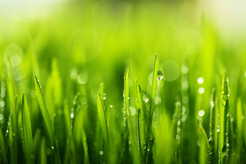 Fototapeta na wymiar Fresh green grass with water drops . Selective focus.Spring theme.Concept freshness.Macro shot
