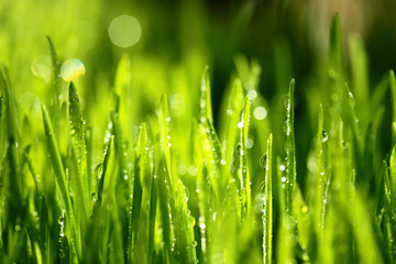 Fresh green grass with water drops . Selective focus.Spring theme.Concept freshness.Macro shot