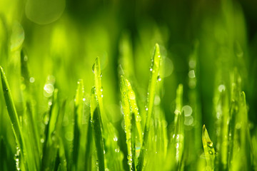 Fototapety  Świeża zielona trawa z kroplami wody. Selektywne skupienie.Wiosenny motyw.Świeżość koncepcji.Zdjęcie makro