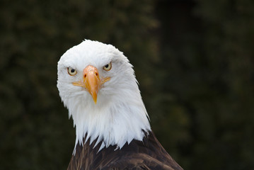 Frontal portrait of an adult bald eagle