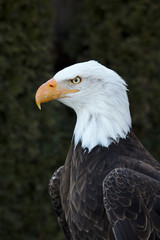 Obraz premium Przedni portret dorosłego bielika