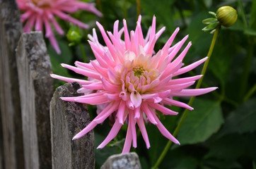 Dahlie, Herbstblume am Gartenzaun