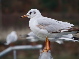 Mouette