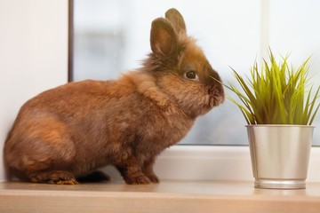 Obraz premium Cute brown rabbit