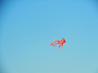 Fototapeta na wymiar The kite-octopus soars in the clear blue sky