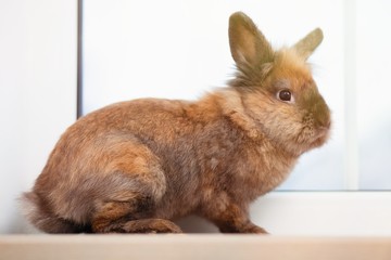 Cute brown rabbit