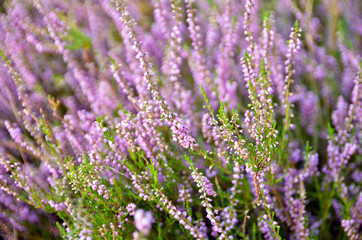 Pink heather flowers growing in the fields. Selective focus.