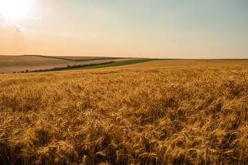 Golden summer wheat field with blue sky