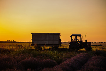 Fototapeta premium The tractor drive through the wheat and lavender field