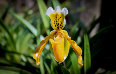 Yellow orchid and blurred background