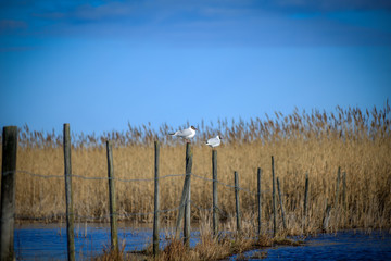 Two seagulls are seated on each post by the water