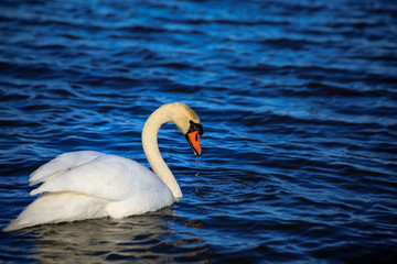 Swan that takes it cool