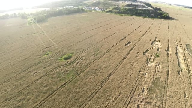 Infected crops. City dump in crop field.