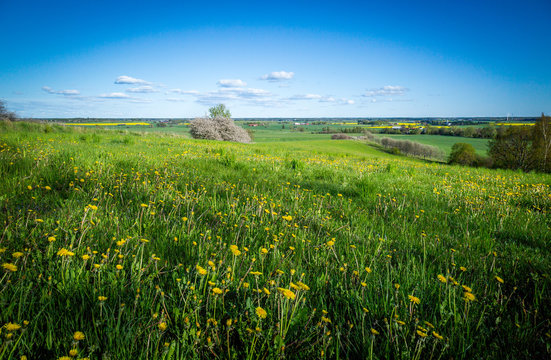 Summer meadow