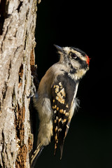 Male downy woodpecker