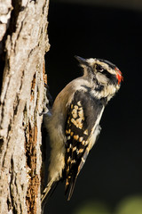 Male downy woodpecker