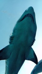 Fototapeta premium Shark