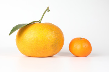 Giant Mandarin Orange