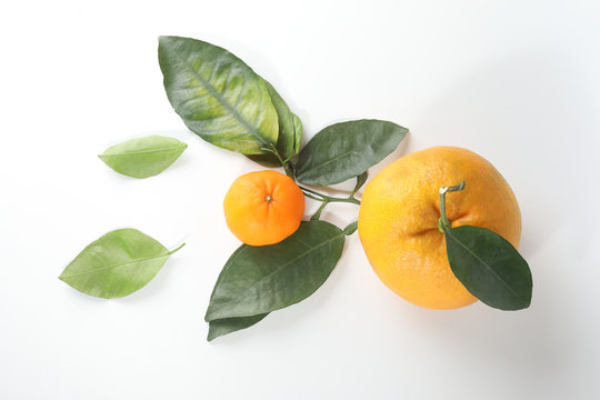Giant Mandarin Orange