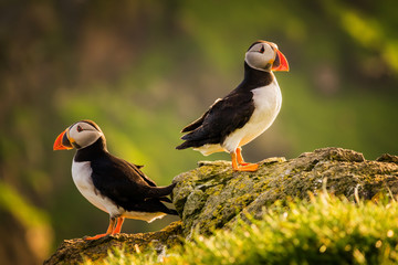 Puffin couple