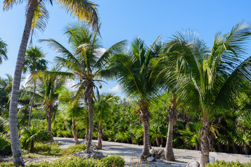 Fototapeta na wymiar Palm trees in a tropical resort garden. Blue sky background. Roatan, Honduras.