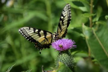 Fototapeta na wymiar Swallowtail butterfly
