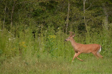 Young Buck