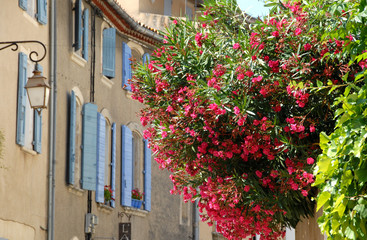 Fototapeta na wymiar Lourmarin (Vaucluse) Lauriers roses et volets bleus, luberon, provenceFrance