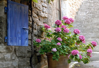Lourmarin, Hotensias et volet bleu, Vaucluse, Luberon, Provence, France