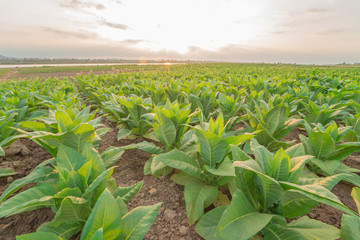Plantation tobacco grown in the farmland