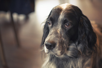 A wonderful dog, an english setter, with black and grey striped fur, sitting on the floor of a coffee shop