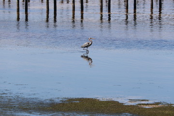 St. Johns River, Alpine Groves Park, St. Johns County, Florida